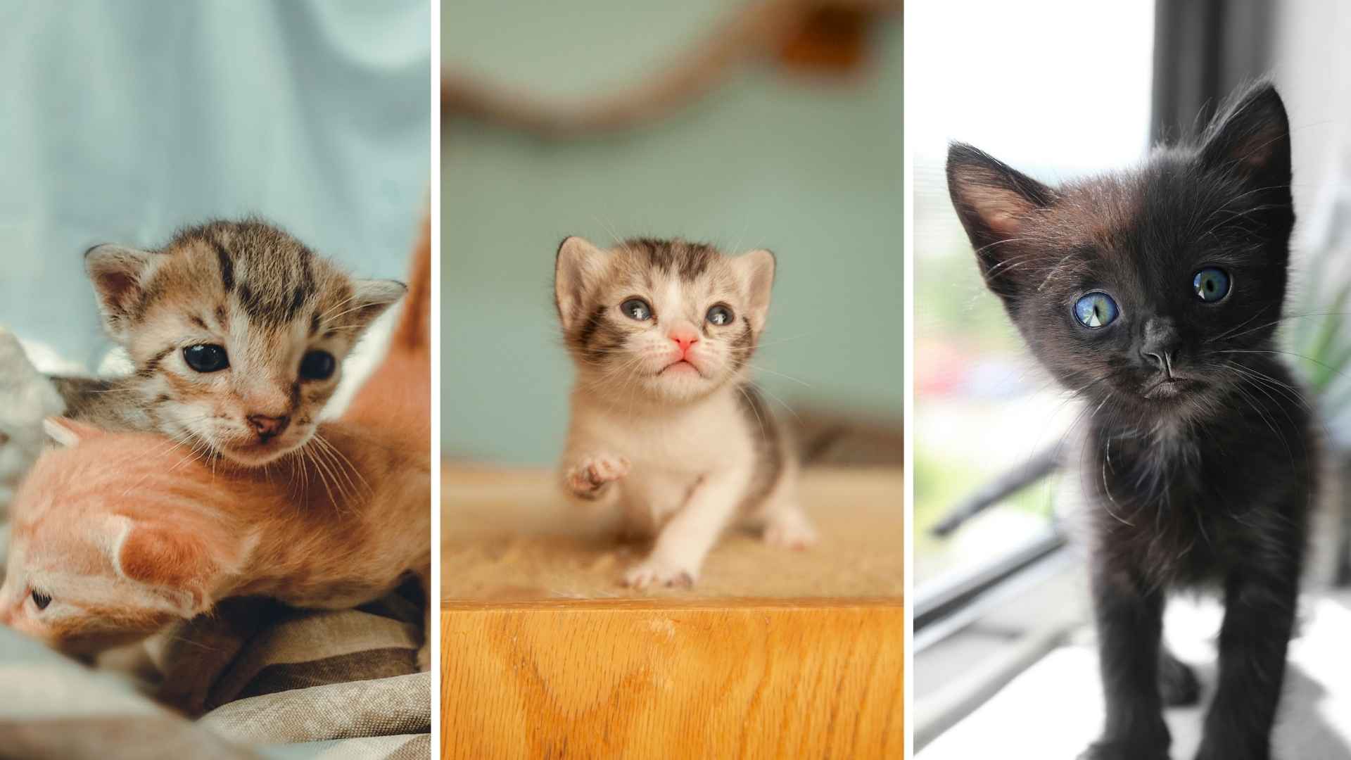 gatitos pequeños